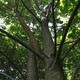 Photo Courtesy The New York Botanical Garden